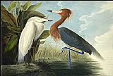 Reddish Egret